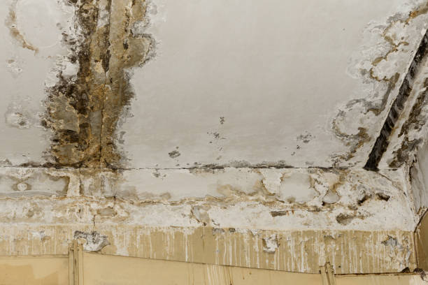 Local water damage restoration in Vernon, AL